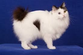 Japanese Bobtail Cat Images In 2020 Bobtail Cat Japanese Bobtail Cats