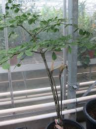 Image result for Gonatopus clavatus