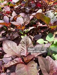 Image result for Amaranthus dubius