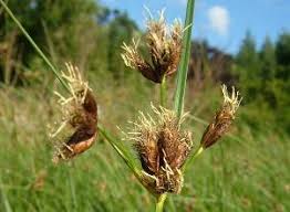 Image result for Bolboschoenus