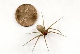 All spiders prefer dark, moist environments and tend to avoid contact with other organisms. Spiders In Maryland University Of Maryland Extension