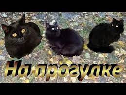 murzik na progulke bez najdy progulki