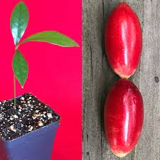 Image result for Synsepalum