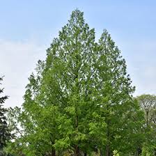 (it's also the state tree of louisiana.) it needs full sun and acidic soil to thrive, growing best in moist, deep soil with good drainage. Baldcypress Taxodium Distichum In Houston Texas Tx At Buchanan S Native Plants
