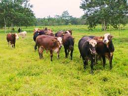 Carnes De Mi Finca Animals Cow