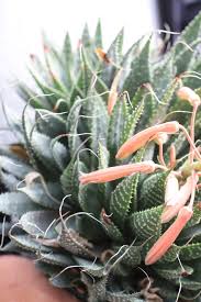 Image result for Xyris aristata