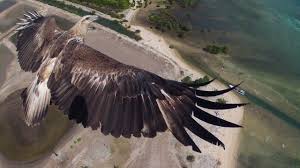 Bali Barat National Park Indonesia Dronestagram Aerial Photography Drone Drone Photos Eagle In Flight