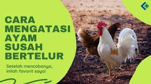 Cara cepet ayam bisa bertelur. Cara Mengatasi Ayam Betina Susah Bertelur Mandul Caracari