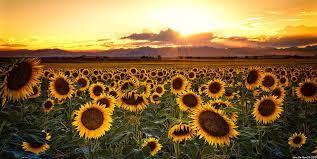 Sunflower cover photo for facebook. Landscape Prints Evenings Of Augusts Past Facebook Cover Photos Facebook Cover Images Twitter Cover Photo