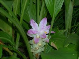 Image result for Lobelia petiolata