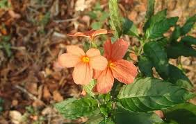 Image result for Crossandra infundibuliformis