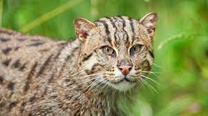 The Fight To Save India S Most Elusive Cat Bbc Future