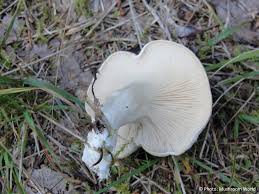 Image result for Clitopilus prunulus