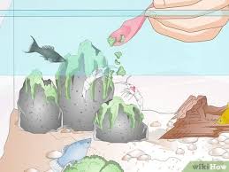 Species include kadakensis, paludosus, pugio and others. 3 Ways To Keep Crystal Red Shrimp Wikihow