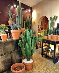 Cuidar cactus, que son plantas que tienen la particularidad de acumular mucha cantidad de agua en sus hojas y tallos, lo que les hace resistentes para aguantar la falta de éste vital líquido por largos períodos. Pin By Sil On Floores Y Plantas In 2021 Cactus Succulents Decor Indoor Cactus