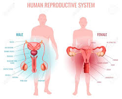 We'll explore the structure of the parts, the difference between a male and female pelvis, and h. Realistic Set With Male And Female Reproductive System And Silhouette Royalty Free Cliparts Vectors And Stock Illustration Image 134171306