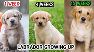 Is it ok to take a lab puppy at 7 weeks home? Labrador Retriever Growing Up 1 Week To 12 Weeks Youtube