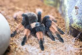 Image result for Emilia brachycephala