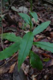 Image result for Habenaria dregeana