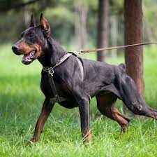 Providence dobermans is located in sunny central florida. Doberman Pinscher Puppies For Sale Adoptapet Com