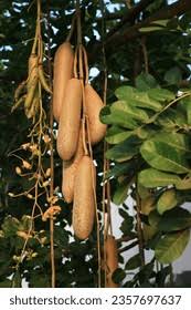 Image result for Kigelia