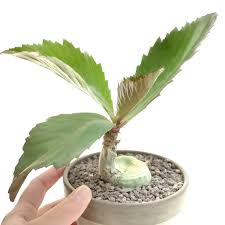 Image result for Cyphostemma jaegeri