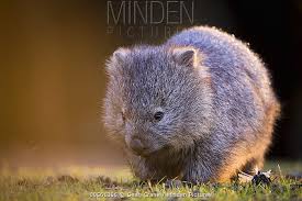 Image result for Common wombat