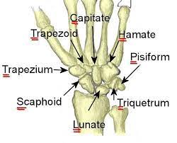 Doctors Gates How To Remember Carpal Bones Anatomy Anatomy And Physiology Physiology