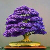 Also referred to as acer palmatum, the japanese maple bonsai is a truly interesting and attractive plant. Japanischer Roter Ahorn Bonsai Baum Samen Heim Garten Ahornbaum Uk Lager Ebay