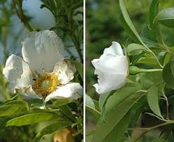 Image result for Rosa laevigata
