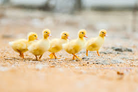 Raising Ducklings 101: The Basics | Blain's Farm & Fleet Blog