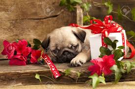 Check spelling or type a new query. Pug Puppy And Gift Box Stock Photo Picture And Royalty Free Image Image 19089089
