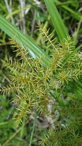Image result for Cyperus renschii