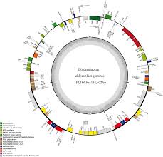 Image result for Craterostigma nummulariifolium