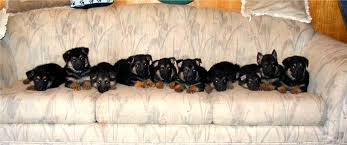 Black And Tan Puppies German Shepherd Image Of Newborn German Shepherd Black And Tan Puppies Germanshepherd German Shepherd Puppies Black German Shepherd Puppies White German Shepherd
