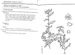 Image result for Malvastrum coromandelianum