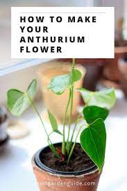 7 Ways To Make Your Anthurium Bloom If Your Flamingo Flower Isn T Blooming Try These 7 Tips To Fix Your Pla House Plant Care Anthurium Plant Anthurium Flower