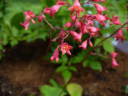 Heuchere Sanguine Heuchera Sanguinea Culture Entretien Semis Heuchera heuchere désespoir des peintres : sanguine heuchera sanguinea culture