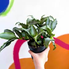 Image result for Murdannia stricta