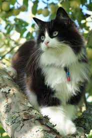 Pin By Nita Cornelia On Cats Pisici Amuzante Animale Haioase Pisici