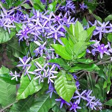 Image result for Petrea volubilis