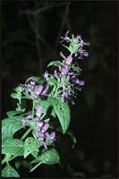 Image result for Dyschoriste nagchana