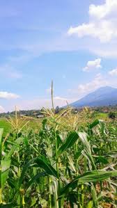 Check spelling or type a new query. Nurul Aini Fauzah Rahim Nurulainifr Profil Pinterest