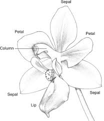 Image result for Chlorophytum calyptrocarpum