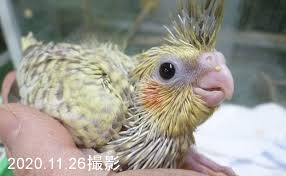 手乗りオカメインコ ヒナ 国産 販売済み ペットショップ ニューマウンテン