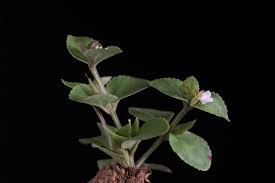 Image result for Vandellia