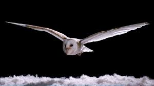 experiment how does an owl fly so silently super powered owls bbc