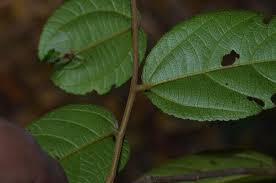 Image result for Triumfetta annua