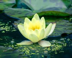 Image result for Nymphaea sulphurea