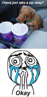 12 Best Dachshund Memes Of All Time